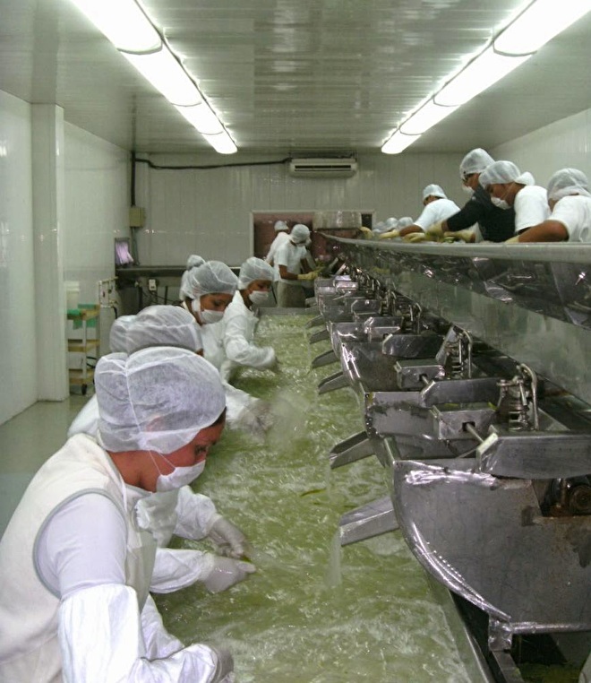 STS Health Supplies - aloe vera production.